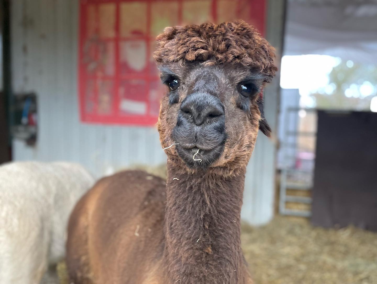 alpaca image