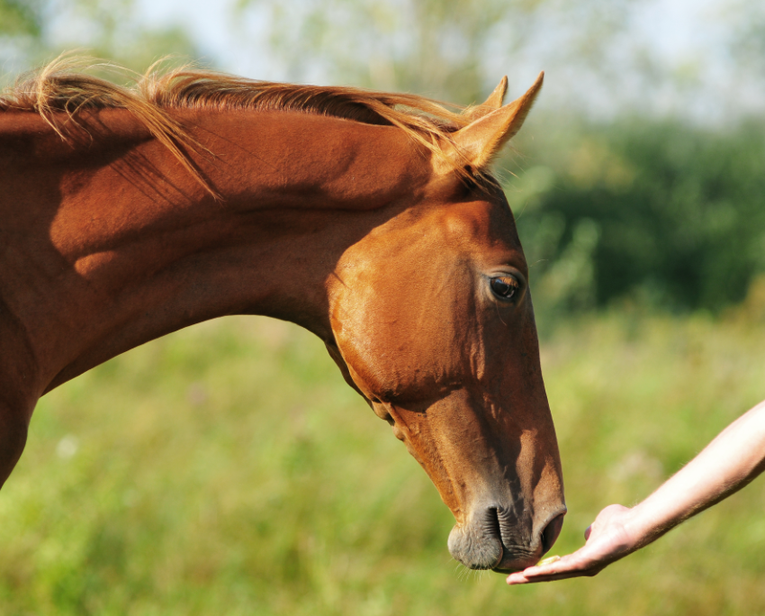 Ponies Image