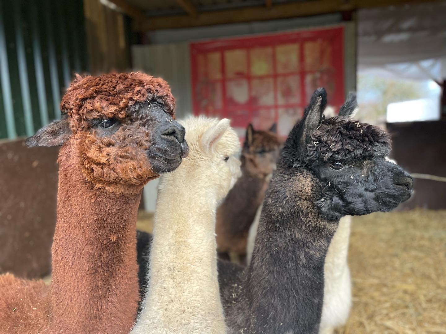 alpaca image