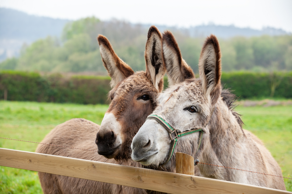 donkeys at greenhill image